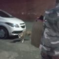 Brigada denuncia abandono de pitbull em bairro de Salvador e faz operação para que animal não ataque moradores | Bahia